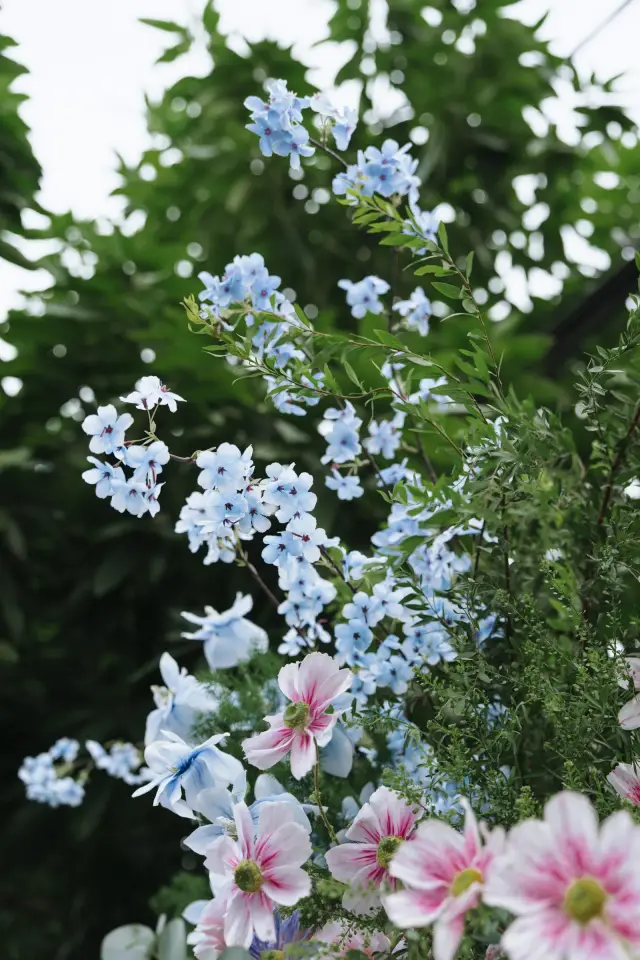 Ảnh 8 của Lễ 1